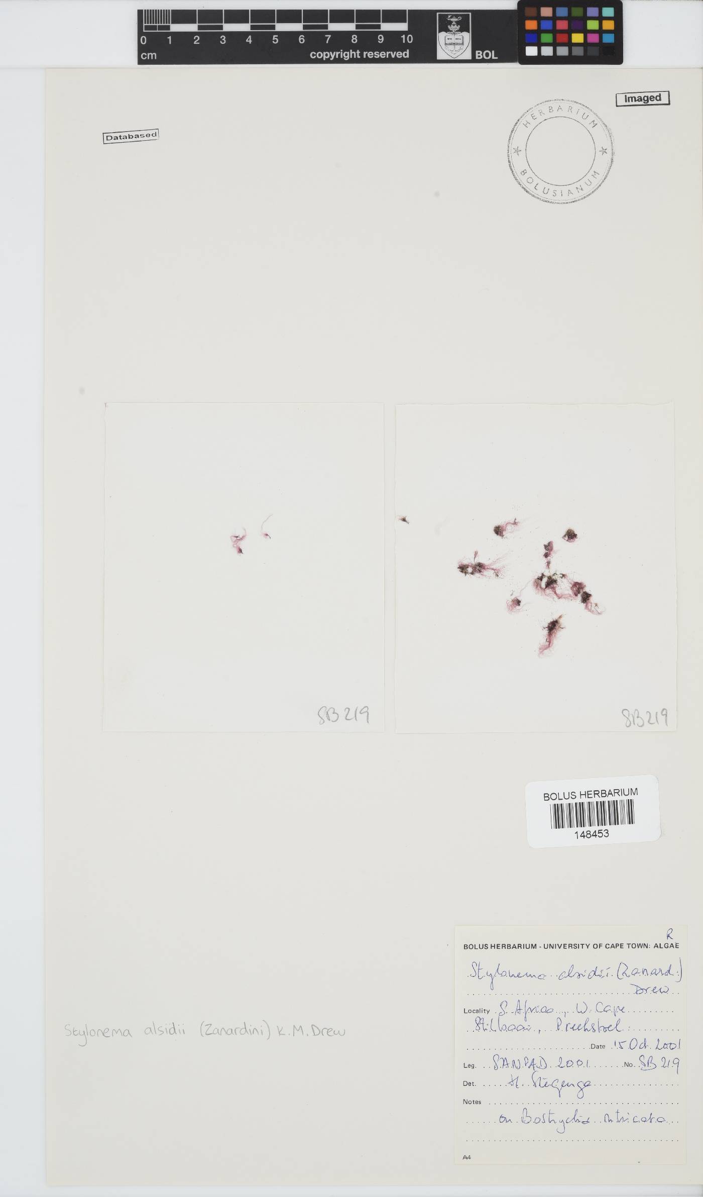 Stylonema image