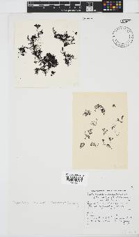 Streblocladia camptoclada image