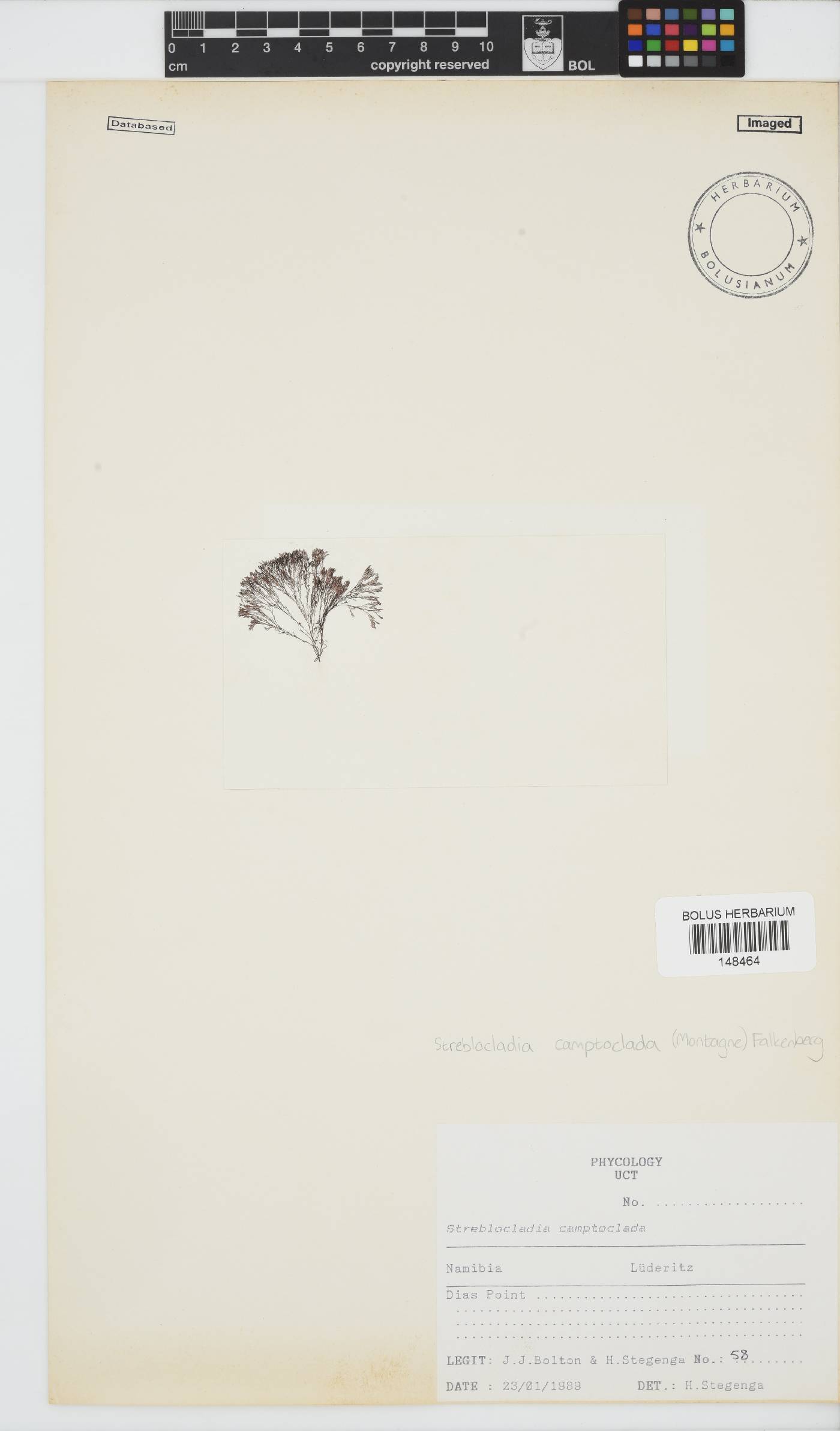 Streblocladia camptoclada image