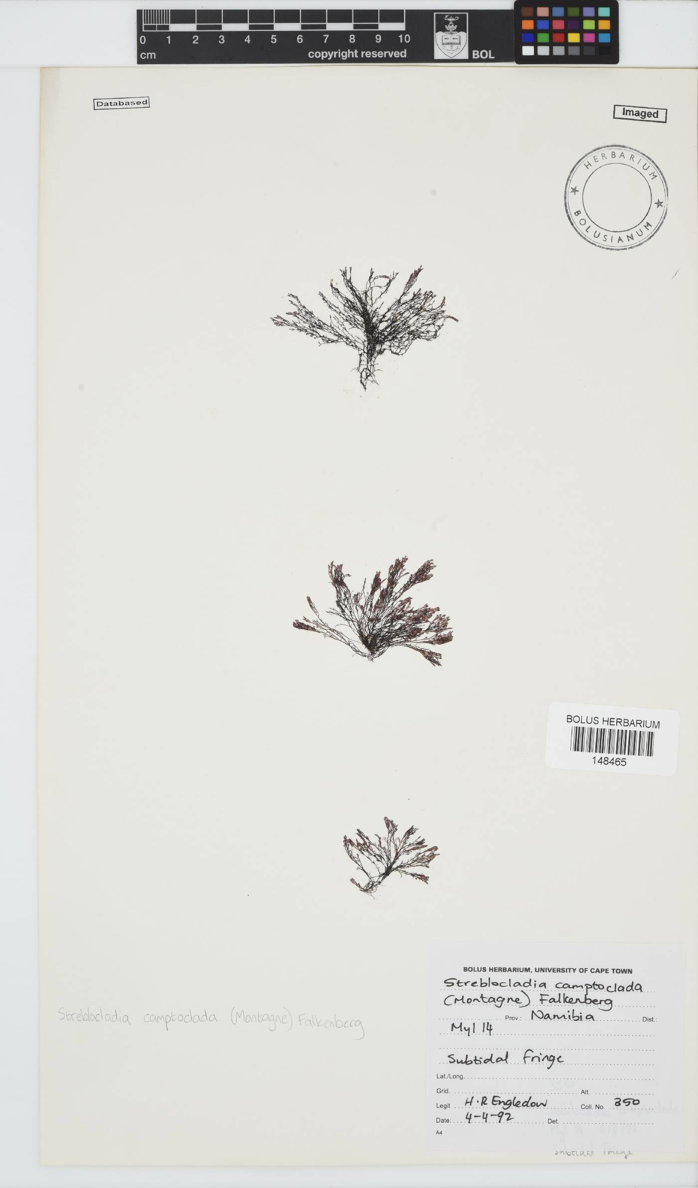 Streblocladia camptoclada image