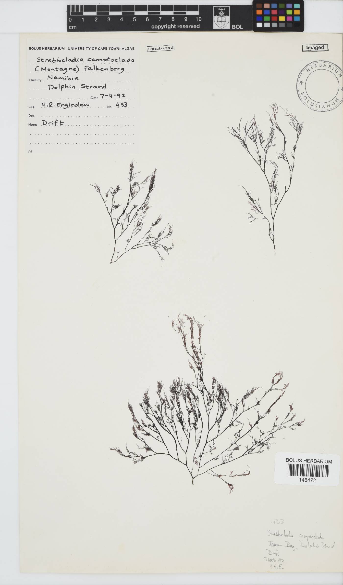 Streblocladia camptoclada image