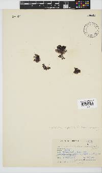 Streblocladia camptoclada image