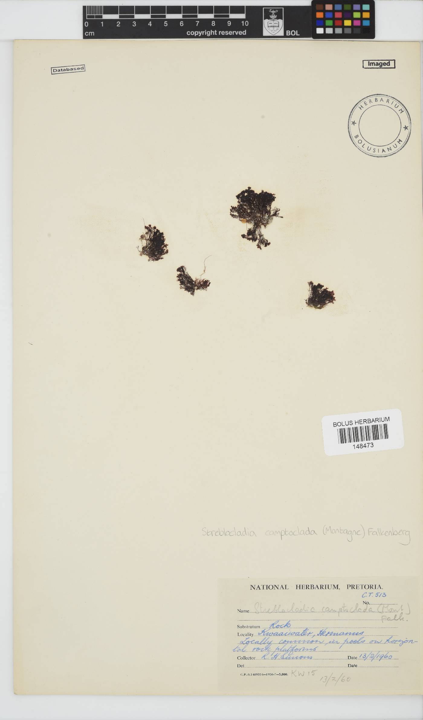 Streblocladia camptoclada image
