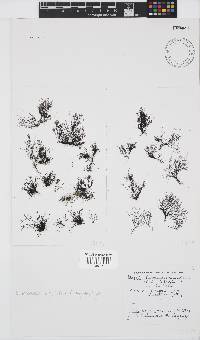 Streblocladia corymbifera image
