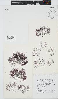 Streblocladia corymbifera image