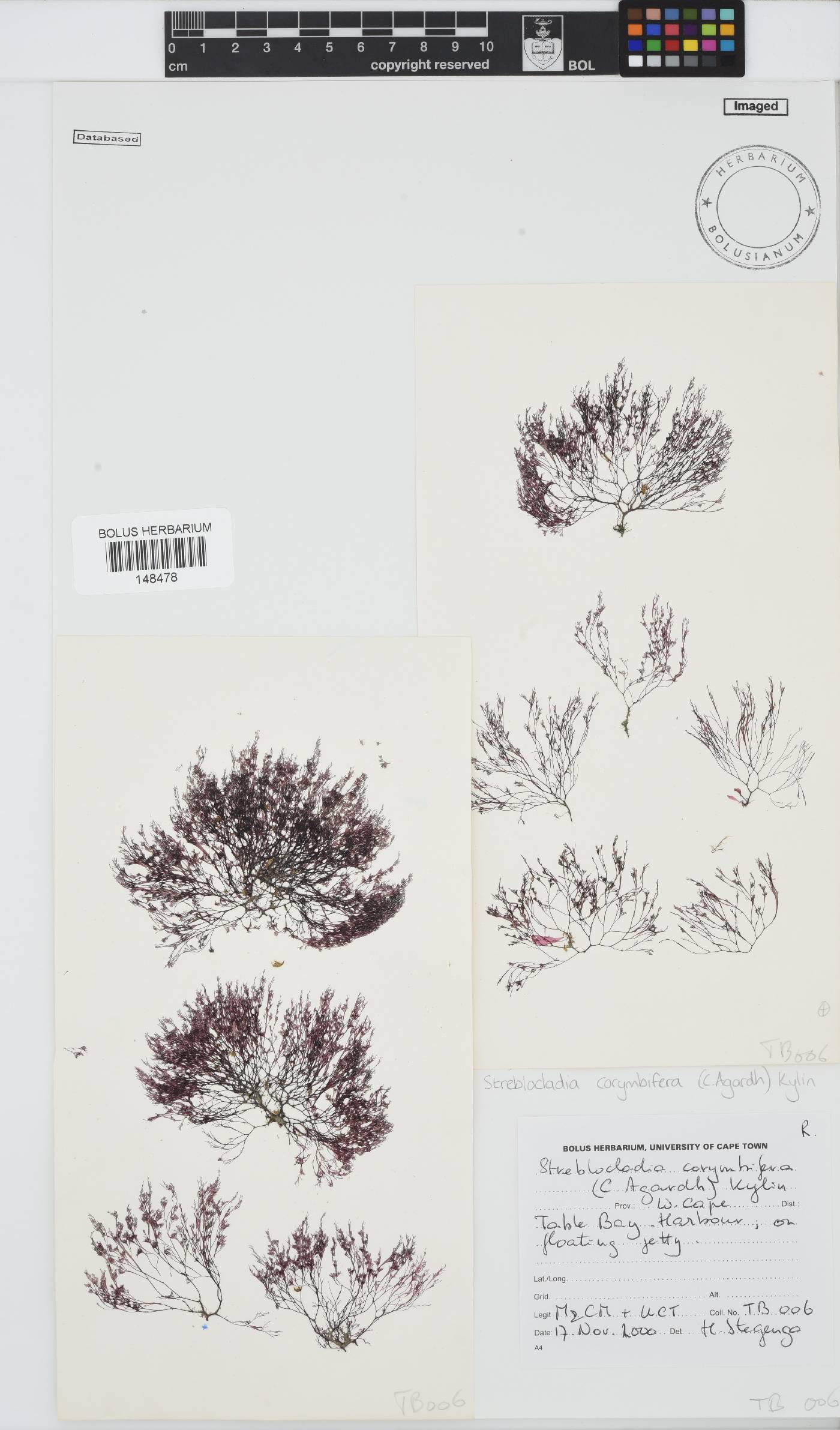 Rhodomelaceae image
