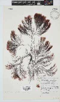Streblocladia corymbifera image