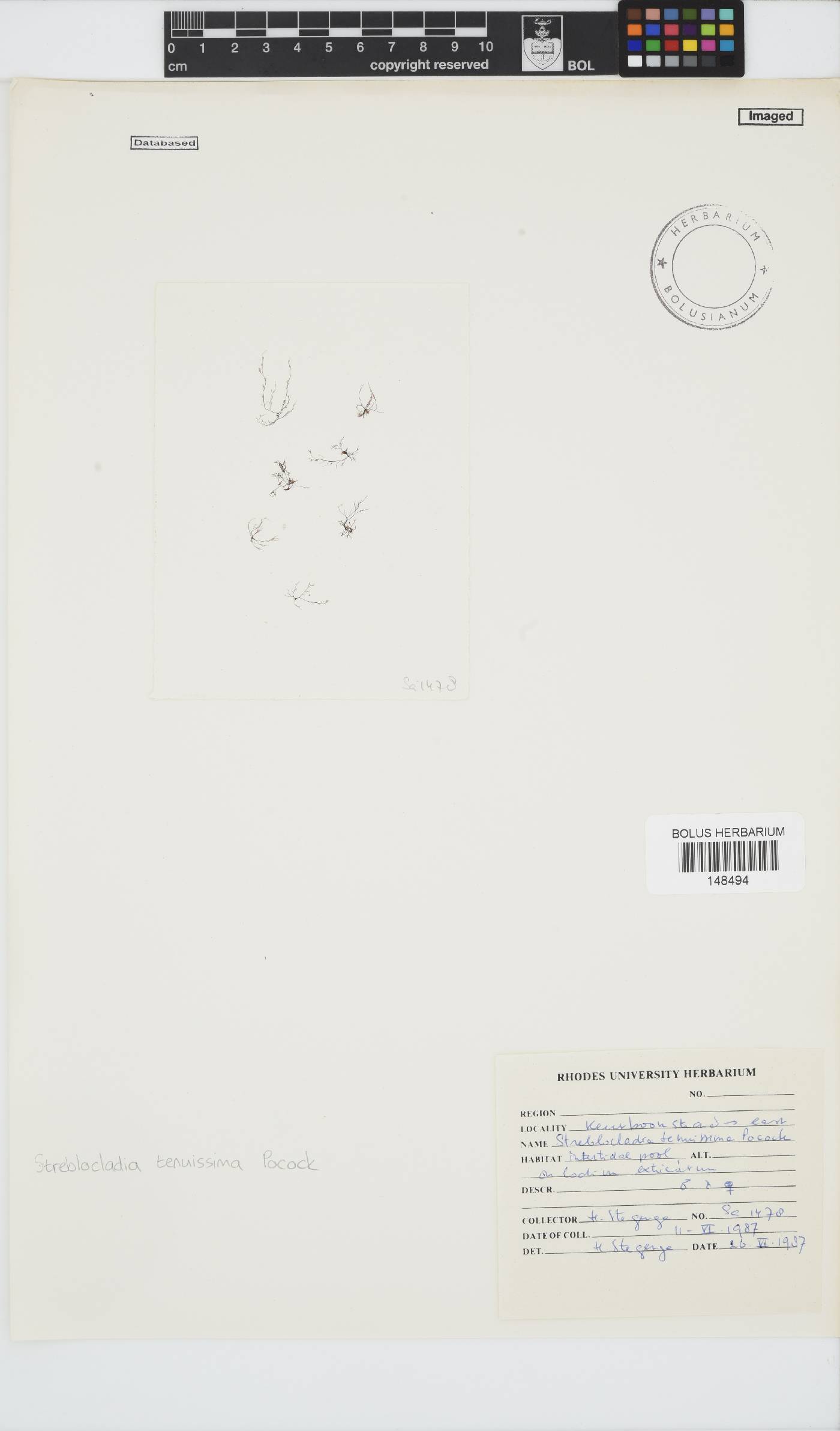 Streblocladia tenuissima image