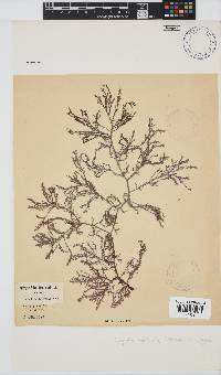 Spyridia horridula image