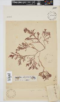 Spyridia horridula image