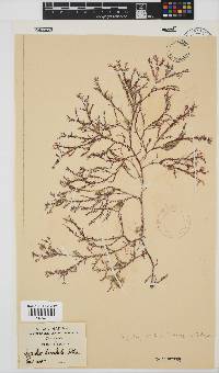 Spyridia horridula image