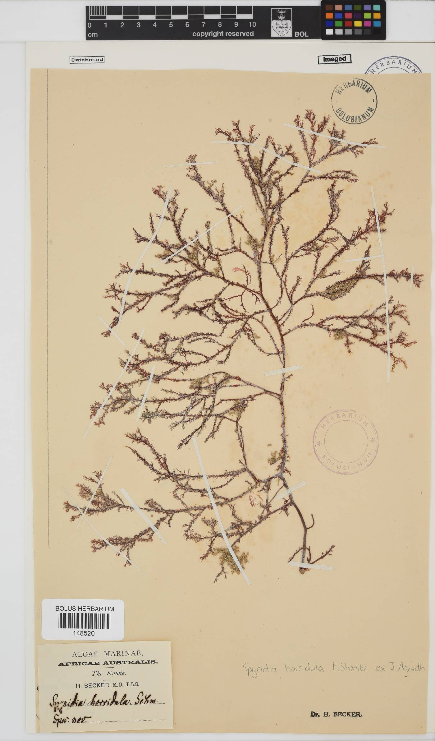 Spyridia horridula image