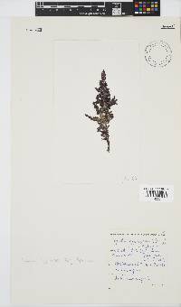 Spyridia hypnoides image