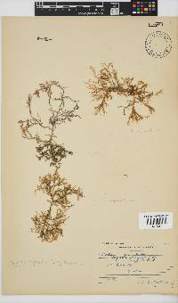 Spyridia hypnoides image