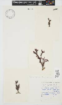 Spyridia hypnoides image
