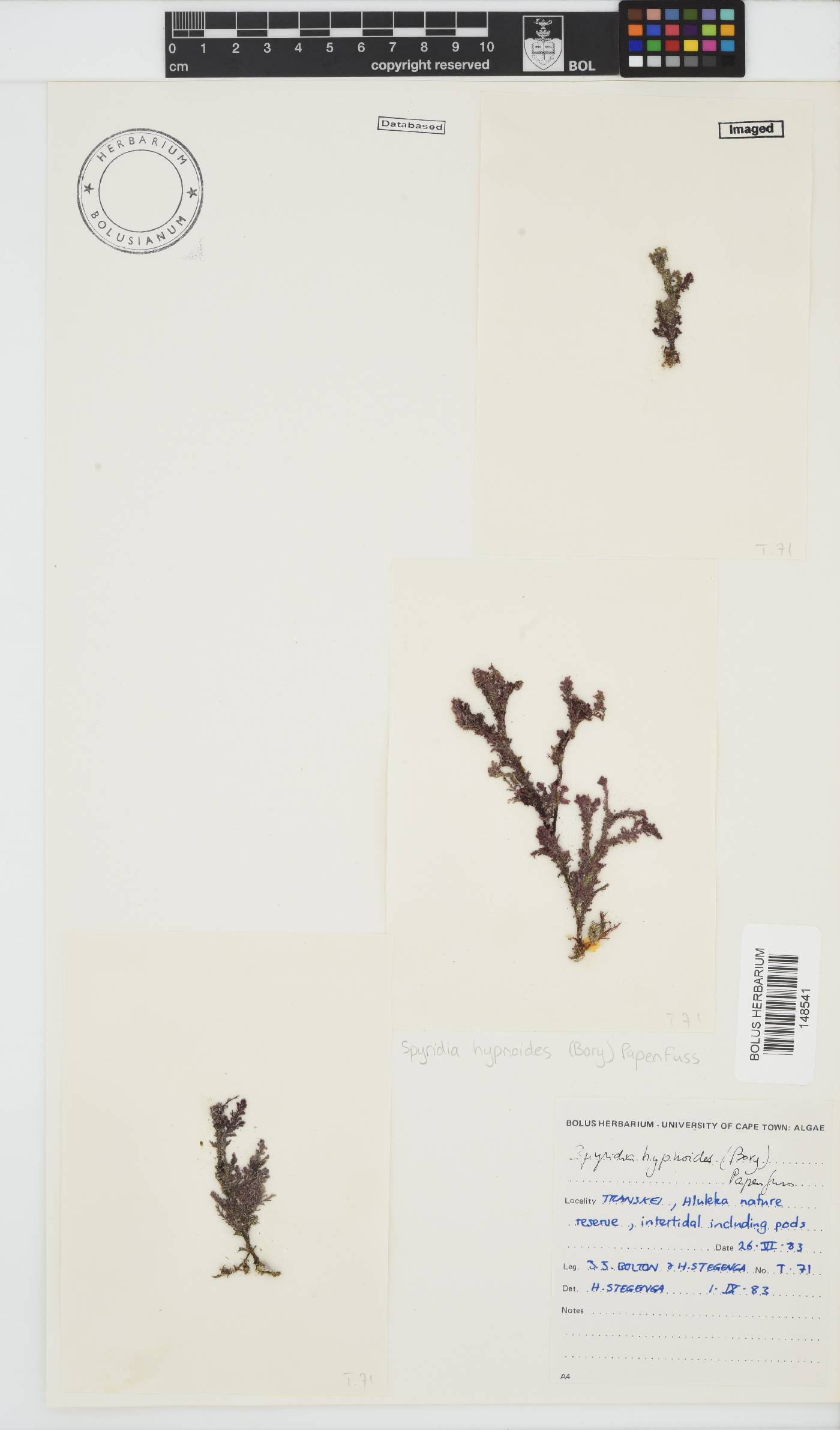 Spyridia hypnoides image
