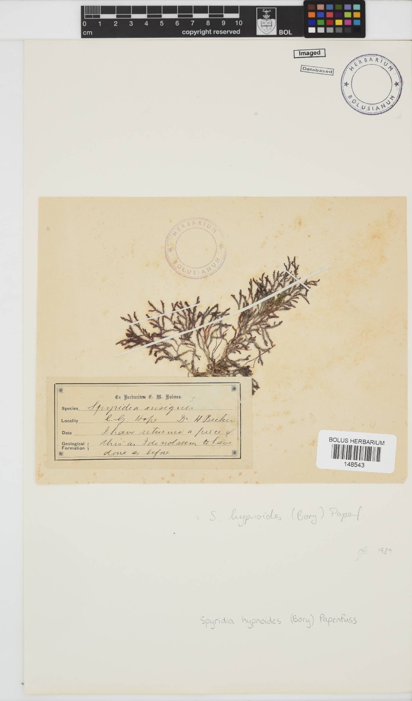 Spyridia hypnoides image