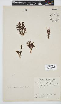 Spyridia hypnoides image