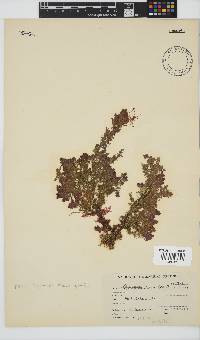 Spyridia hypnoides image