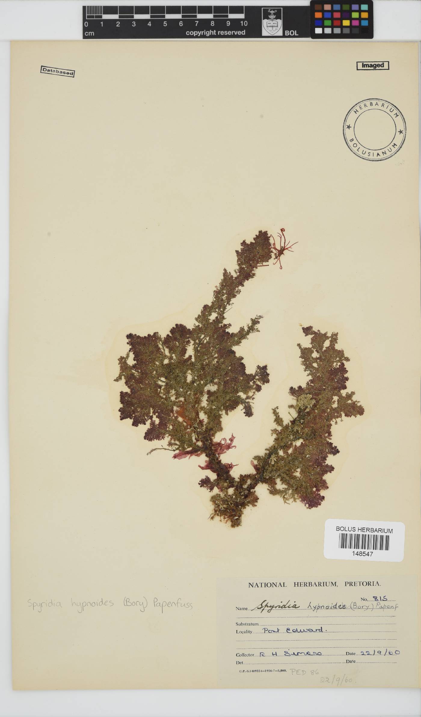 Spyridia hypnoides image
