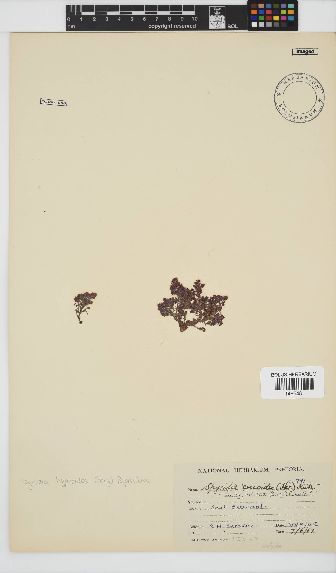 Spyridia hypnoides image
