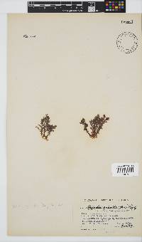 Spyridia hypnoides image