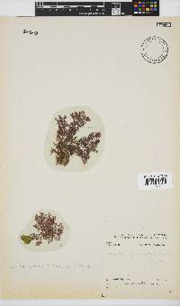 Spyridia plumosa image