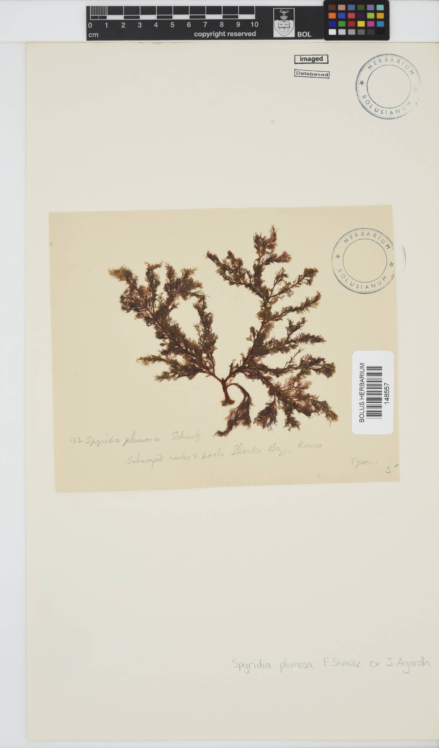 Spyridia plumosa image