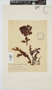 Spyridia plumosa image