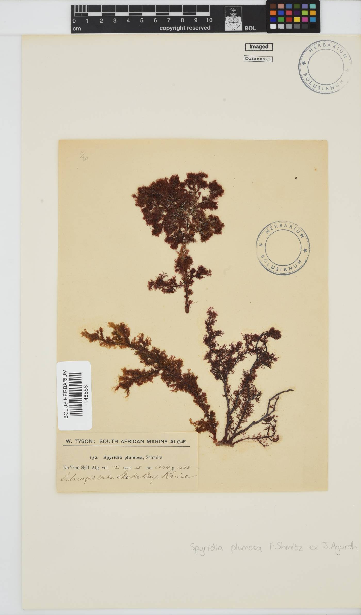 Spyridia plumosa image