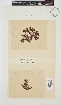 Spyridia plumosa image