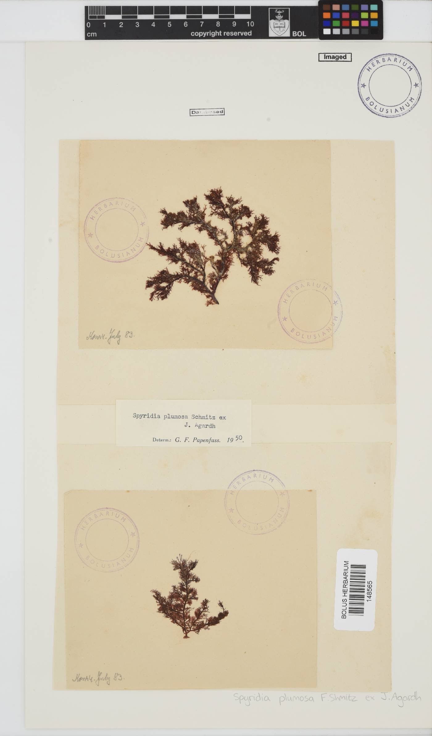 Callithamniaceae image