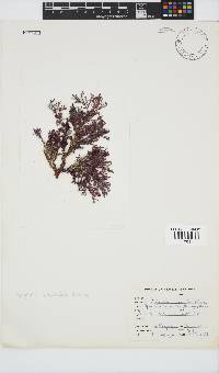 Spyridia cupressina image