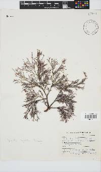 Spyridia cupressina image