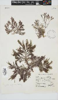 Spyridia cupressina image