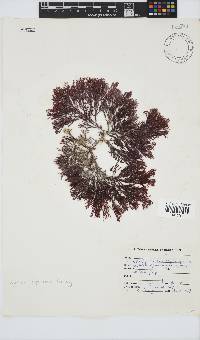Spyridia cupressina image