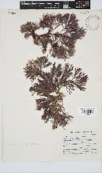 Spyridia cupressina image
