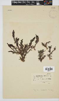 Spyridia cupressina image