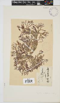 Spyridia cupressina image