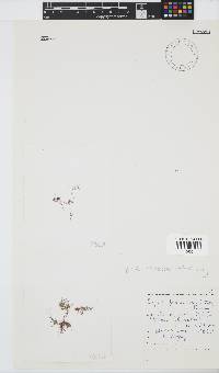 Spyridia filamentosa image