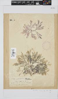 Spyridia cupressina image