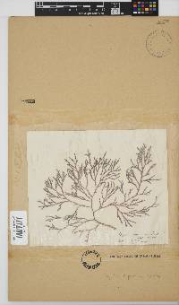 Spyridia cupressina image