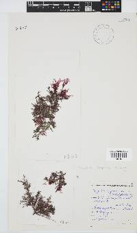 Spyridia cupressina image