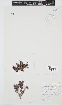 Spyridia cupressina image