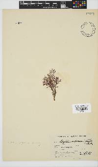 Spyridia cupressina image