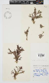 Spyridia cupressina image