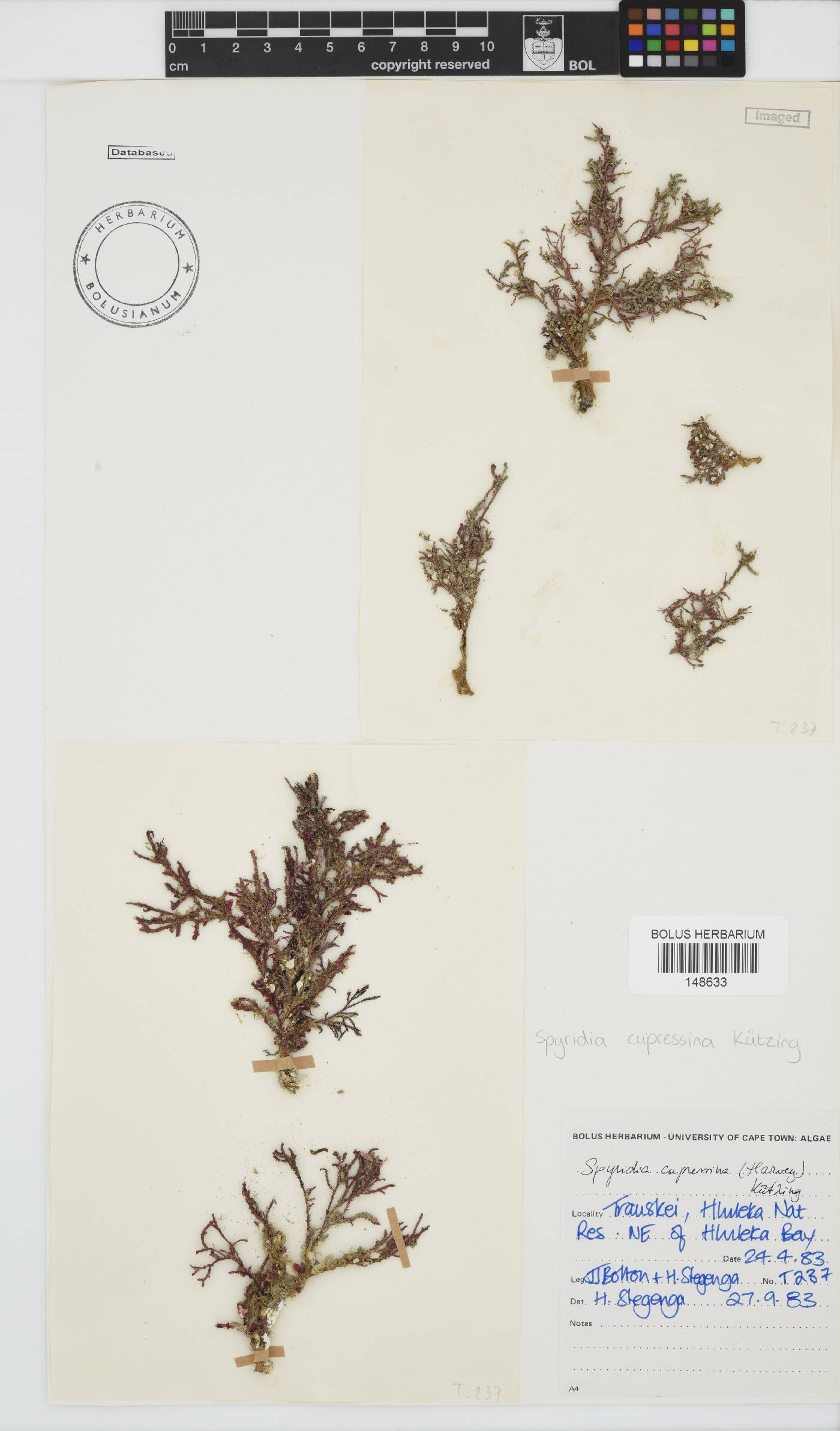 Spyridia cupressina image