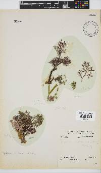 Spyridia cupressina image