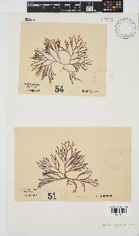 Spyridia cupressina image