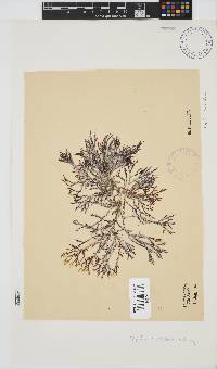 Spyridia cupressina image